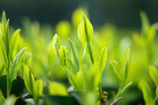 新茶の季節（緑茶） 茶,新茶,緑茶の写真素材