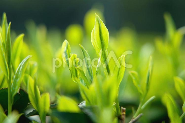 新茶の季節（緑茶） 茶,新茶,緑茶の写真素材