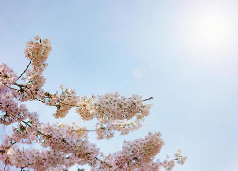 桜と青空2 桜と青空2 桜,青空,太陽の写真素材