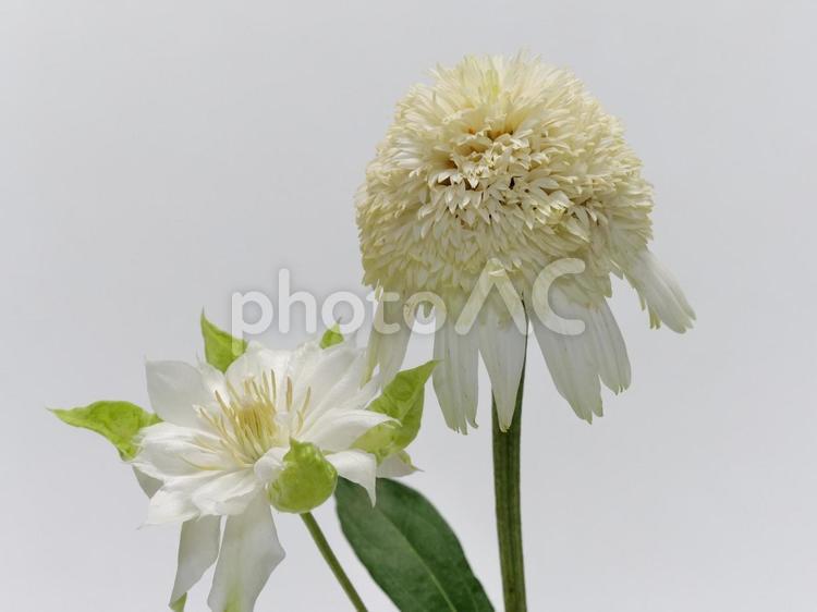 クレマチスとエキナセア 花,エキナセア,クレマチスの写真素材