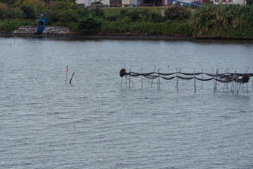 水面スレスレを飛ぶセグロカモメ 水面スレスレを飛ぶセグロカモメ セグロカモメ,渡り鳥,冬鳥の写真素材