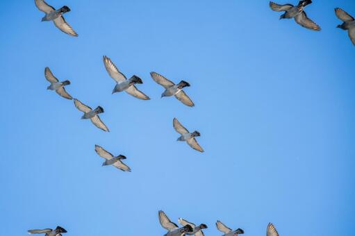 ハトの飛翔⑻ 鳥,ハト,鳥類の写真素材
