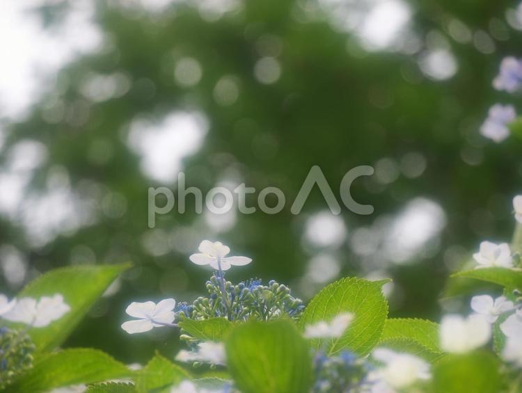 柔らかな光の中のアジサイ あじさい,風景,初夏の写真素材