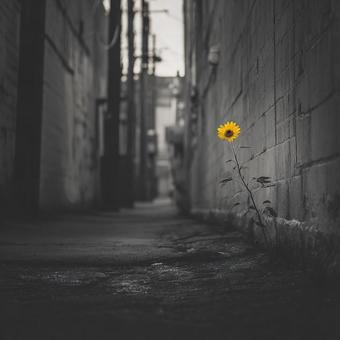 光と影のコントラスト:路地のひまわり 光と影のコントラスト:路地のひまわりの写真