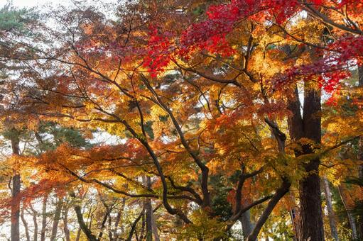 大宮公園の紅葉 11月,秋,冬の写真素材
