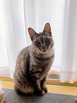 サバトラ猫 ねこ,猫,にゃんこの写真素材