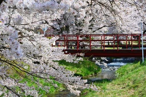 観音寺川の桜並木 観音寺川の桜並木 さくら,桜,サクラの写真素材