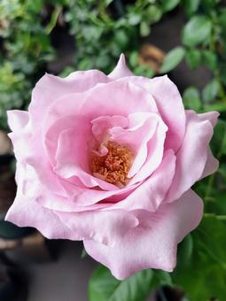 ベランダのバラ・夜来香 ベランダのバラ・夜来香 薔薇,バラ,イエライシャンの写真素材