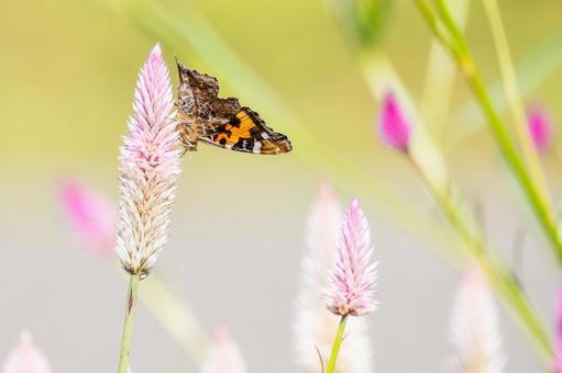 アカタテハ(31) アカタテハ(31)の写真