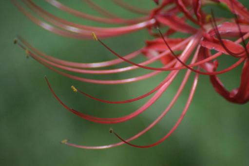 Red Spider Lily, JPG Red Spider Lily, JPG