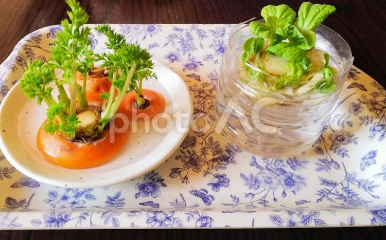 リボベジ、にんじん、白菜 リボベジ,リボーンベジタブル,グリーンの写真素材