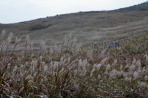 Silver grass on the plateau -1, JPG