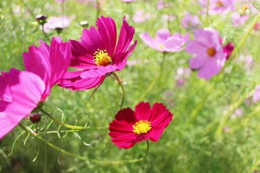 コスモスの花3 コスモスの花3の写真