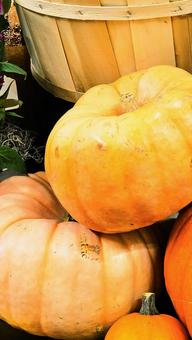 かぼちゃ かぼちゃ かぼちゃ,ハロウィン,収穫祭の写真素材