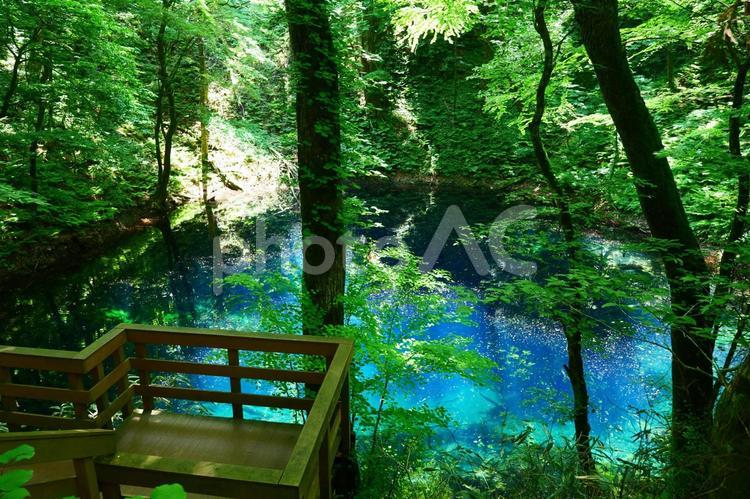 白神山地の青池。深浦、青森。６月上旬。 青池,十二湖,白神山地の写真素材