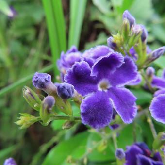 デュランタ デュランタ,花,花びらの写真素材