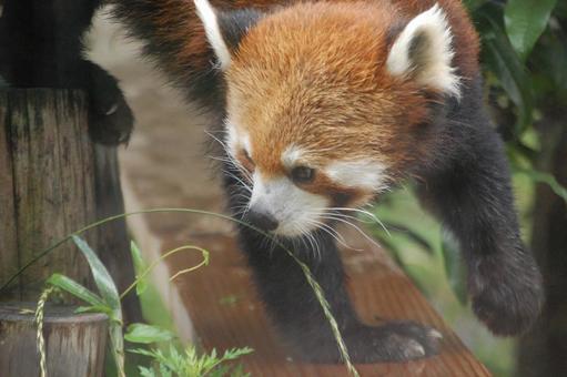 歩くレッサーパンダ 歩くレッサーパンダの写真