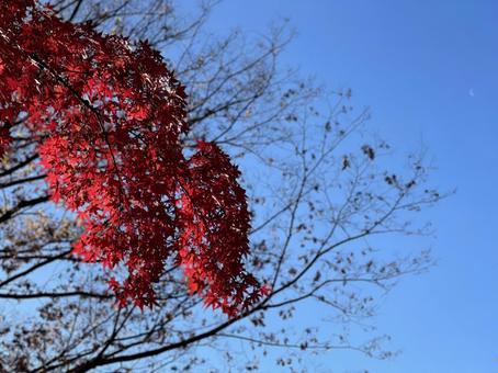 雲ひとつない晴天の青空と紅葉するモミジ 雲ひとつない晴天の青空と紅葉するモミジの写真