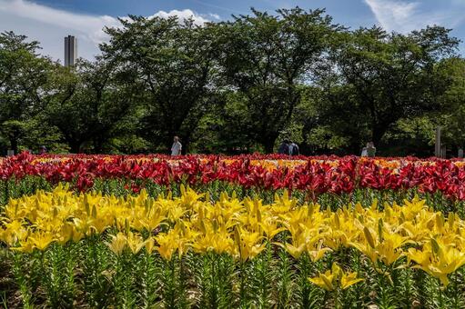 ユリ 百合,ユリ,花の写真素材
