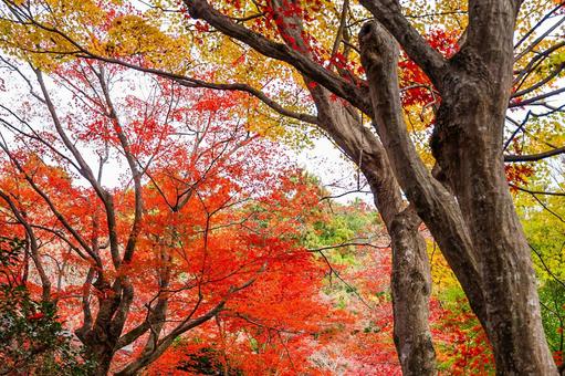 紅葉と幹 紅葉,秋,もみじの写真素材
