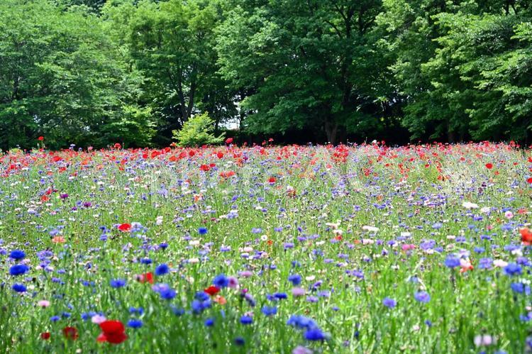 可憐な花畑（栃木壬生） 花,花畑,ポピ－の写真素材