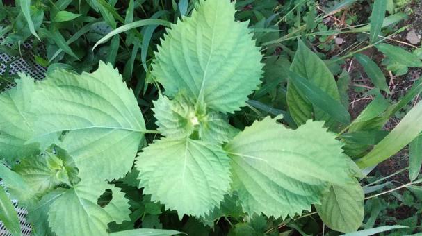 青じそ(大葉)が生えてきました 青じそ(大葉)が生えてきましたの写真