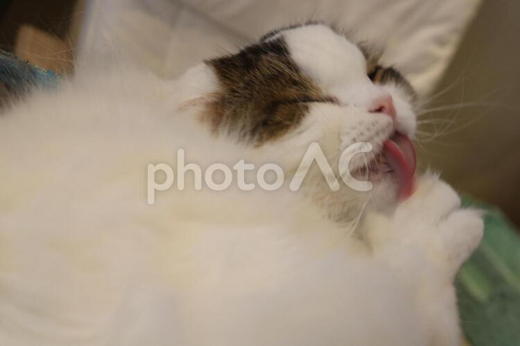 毛づくろいをする猫 お手入れ,ご機嫌,しつけの写真素材