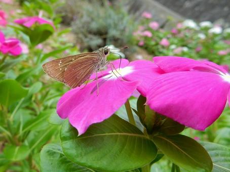 【昆虫写真】チャバネセセリ チャバネセセリ,茶羽挵,昆虫の写真素材