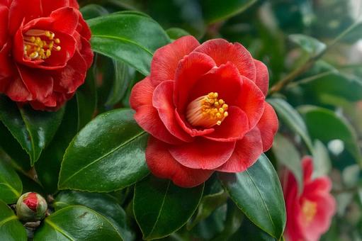 冬に美しい椿の花 冬に美しい椿の花の写真