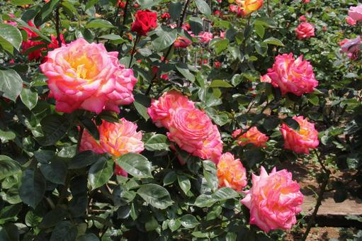 バラ・薔薇 咲く風景 バラ・薔薇 咲く風景の写真