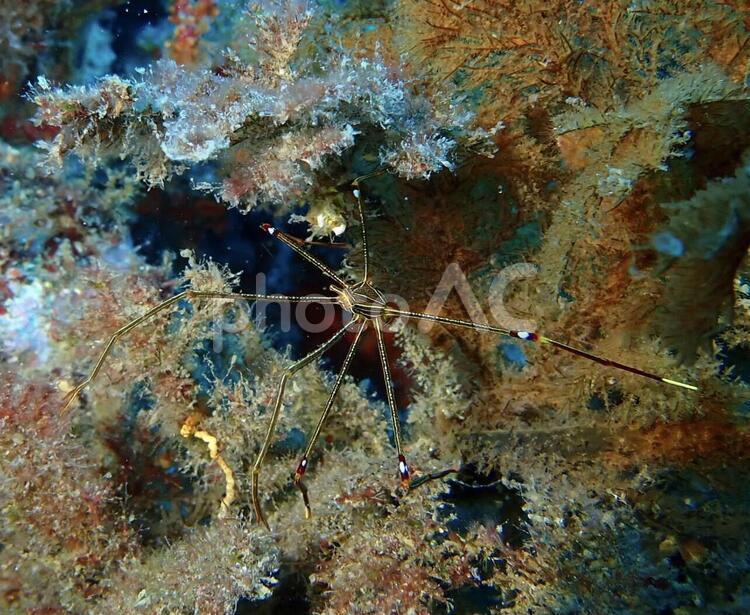 水中クモ？でなくオルトマンワラエビ 魚,無脊椎動物,水域の写真素材