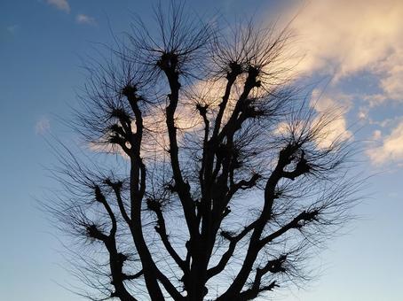 冬の枝と空 冬の枝と空の写真