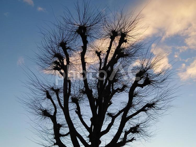 冬の枝と空 木,枝,冬の写真素材