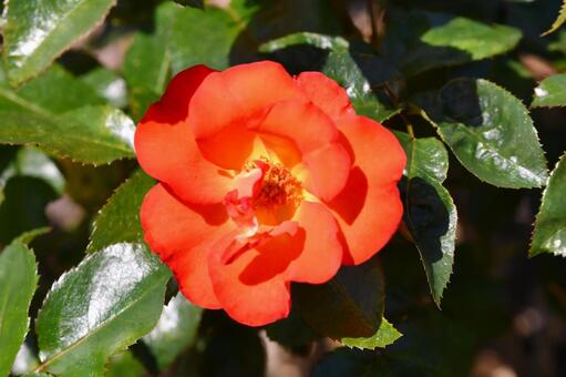 薔薇　のりこ 薔薇,のりこ,赤の写真素材