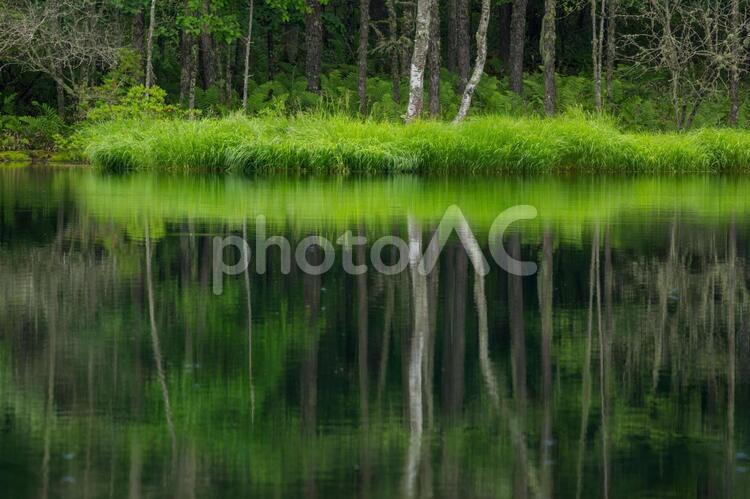 静けさの中で 自然,池,風景の写真素材