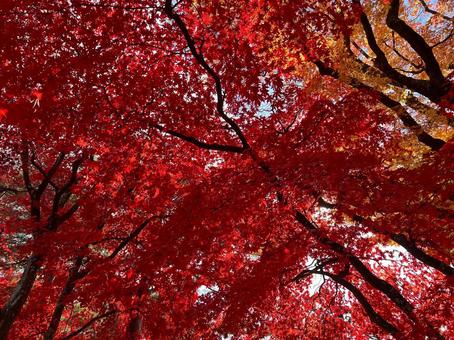 秋の紅葉の画像 もみじ,紅葉,秋の写真素材