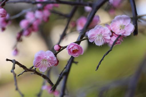 梅の花 梅の花の写真
