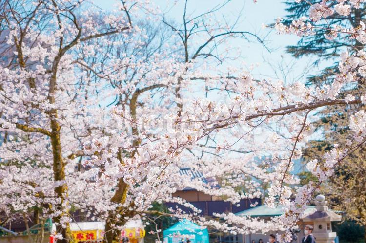 満開の桜と青空 桜,さくら,サクラの写真素材