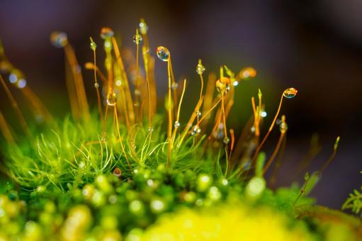 白駒池 苔生す森 白駒池 苔生す森 白駒池,長野県,苔の写真素材