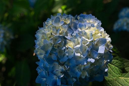 公園のアジサイ 公園のアジサイ あじさい,アジサイ,初夏の写真素材