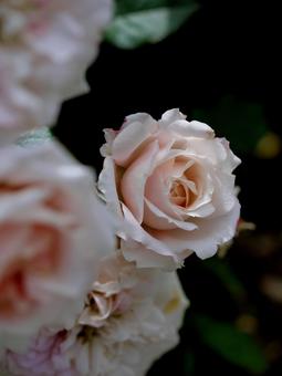薄いピンクの薔薇の写真