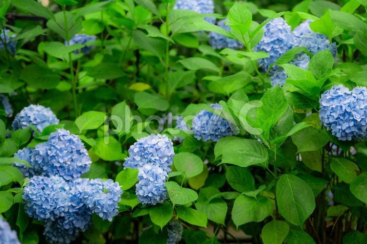 青いアジサイの群生 アジサイ,花,群生の写真素材