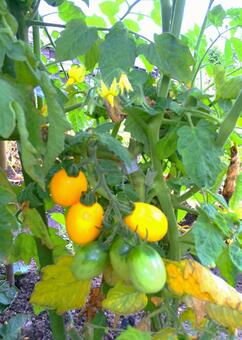 Yellow mini tomatoes, mini tomato, yellow, JPG