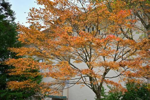 紅葉 紅葉,秋,箱根の写真素材