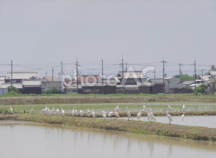田んぼのあぜ道に集まるサギの大群 詐欺グループ,大群,シラサギの写真素材