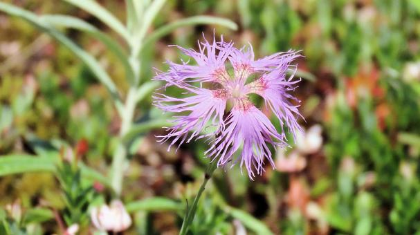 白馬五竜高山植物園 タカネナデシコ 白馬五竜高山植物園 タカネナデシコ タカネナデシコ,高嶺撫子,花の写真素材