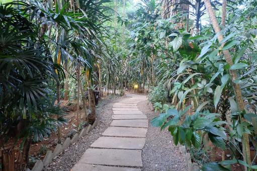 ラオス タッドフェーン滝の遊歩道 ラオス タッドフェーン滝の遊歩道 自然,旅,屋外での写真素材