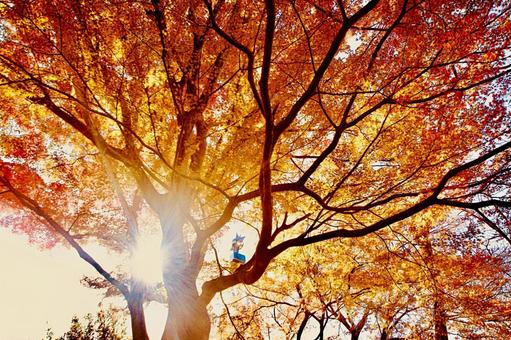 秋の日差しともみじの紅葉 秋の日差しともみじの紅葉 日差し,木漏れ日,星の塔の写真素材