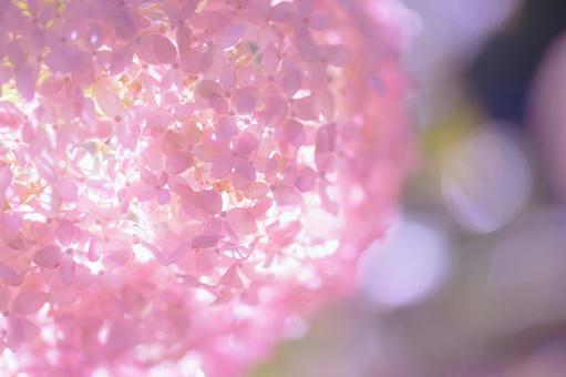 光を受けるピンク色の細かな花びらの紫陽花 光を受けるピンク色の細かな花びらの紫陽花の写真