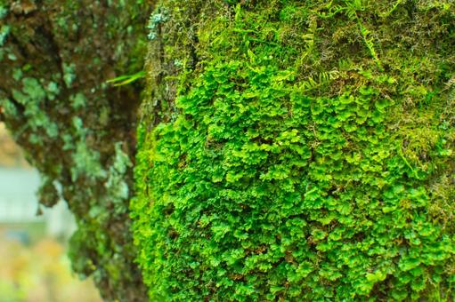 鮮やかな苔の写真